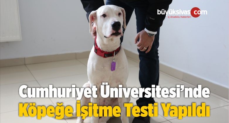 İşitme Engelli Olduğu Düşünülen Köpeğe İşitme Testi Yapıldı