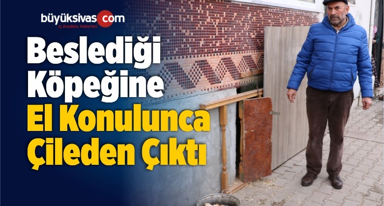 Beslediği Köpeğine El Konulunca Çileden Çıktı