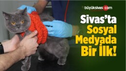 Sosyal Medya Üzerinden Kedi Güzellik Yarışması Düzenliyor