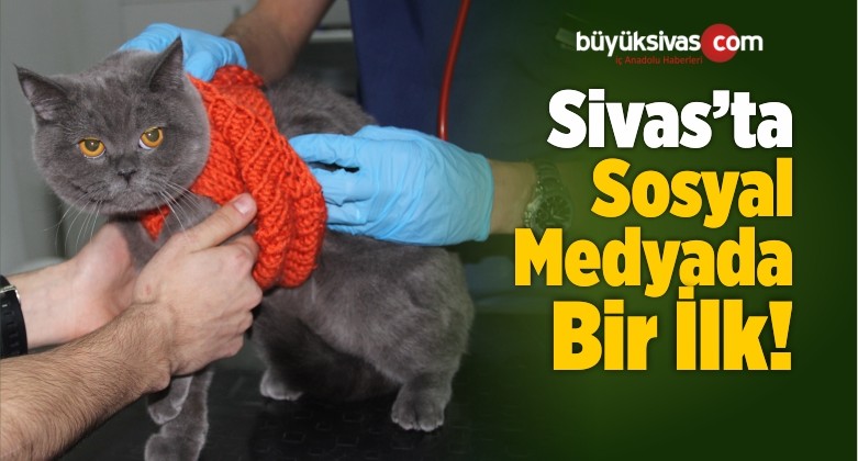 Sosyal Medya Üzerinden Kedi Güzellik Yarışması Düzenliyor