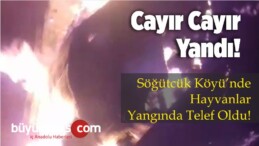 Söğütcük Köyünde Yangın! Hayvanlar Telef Oldu!