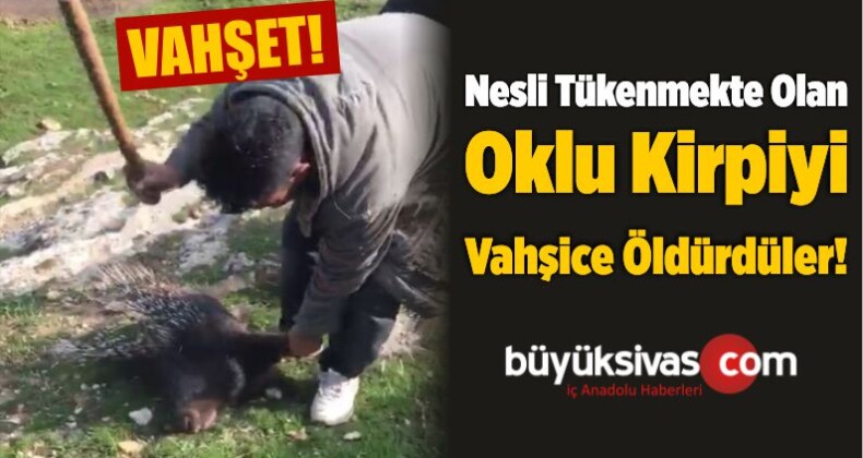 Nesli Tükenmekte Olan Oklu Kirpiyi Vahşice Öldürdüler