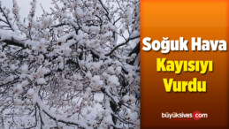 Soğuk Hava Kayısıyı Vurdu