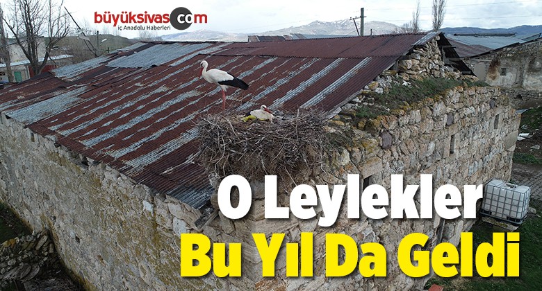 Leyleklerin Sonraki Kuşakları Bu Yıl Da Yuvalarına Döndü