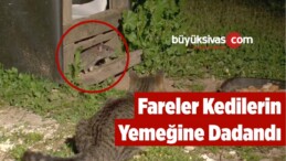 Fareler Kedilerin Yemeğine Dadandı