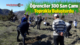 Öğrenciler 300 Sarı Çamı Toprakla Buluşturdu