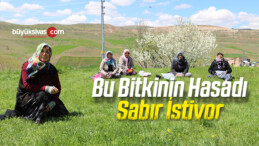 Bu Bitkinin Hasadı Sabır İstiyor