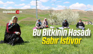 Bu Bitkinin Hasadı Sabır İstiyor