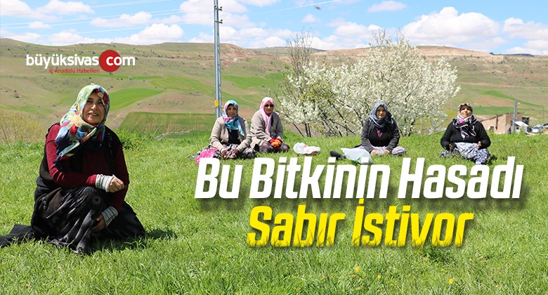 Bu Bitkinin Hasadı Sabır İstiyor