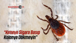 Keneye Sigara Basıp Kolonya Dökmeyin