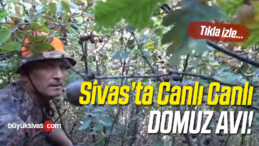 Sivas’ta Domuz Avı ! Canlı Canlı izlemek için tıklayınız