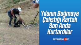 Yılanın Boğmaya Çalıştığı Kartalı Son Anda Kurtardılar