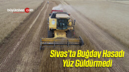 Sivas’ta Buğday Hasadı Yüz Güldürmedi