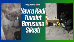 Yavru Kedi Tuvalet Borusuna Sıkıştı