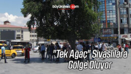 “Tek Ağaç” Sivaslılara Gölge Oluyor