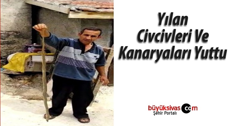 Yılan Civcivleri Ve Kanaryaları Yuttu