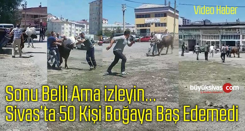 Sivas’ta 50 Kişi Boğaya Baş Edemedi! Kaçan! Üzerine Zıplayan! Yere Düşen!