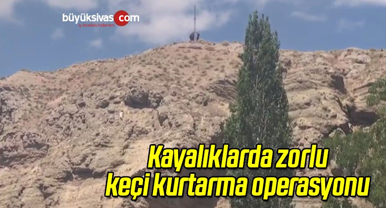 Kayalıklarda Zorlu Keçi Kurtarma Operasyonu