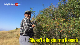 Sivas’ta Kuşburnu Hasadı