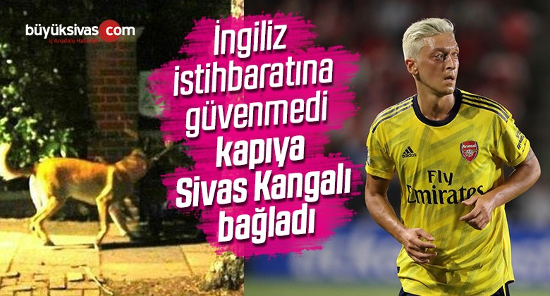 Mesut Özil Kangal Köpeklere Güveniyor