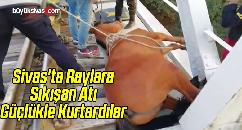 Sivas’ta Raylara Sıkışan Atı Güçlükle Kurtardılar