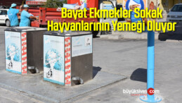 Bayat Ekmekler Sokak Hayvanlarının Yemeği Oluyor