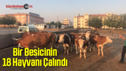 Bir Besicinin 18 Büyükbaş Hayvanı Çalındı