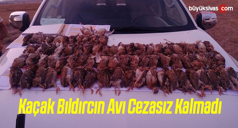 Kaçak Bıldırcın Avı Cezasız Kalmadı