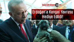 Cumhurbaşkanı Erdoğan’a Kangal Yavrusu Hediye Edildi