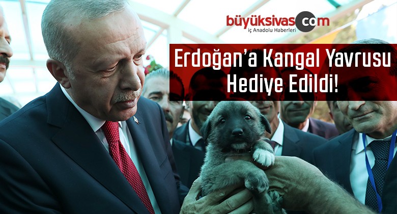 Cumhurbaşkanı Erdoğan’a Kangal Yavrusu Hediye Edildi