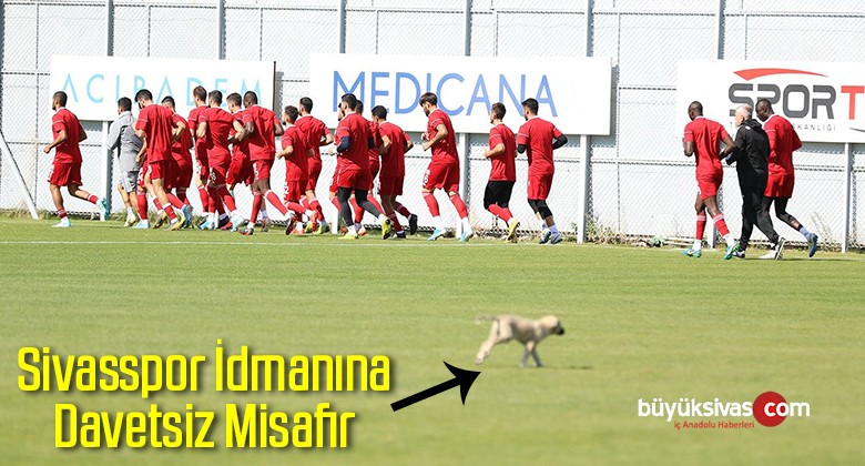 Sivasspor İdmanına Davetsiz Misafir