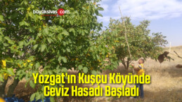 Yozgat’ın Kuşçu Köyünde Ceviz Hasadı Başladı