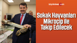 Sokak Hayvanları Mikroçip ile Takip Edilecek