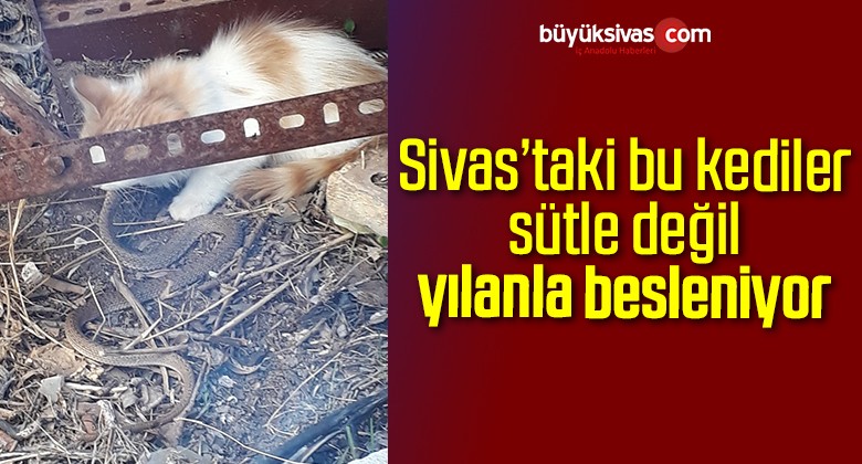 Sivas’ın Avcı Kedileri Avladıkları Yılanlarla Besleniyor