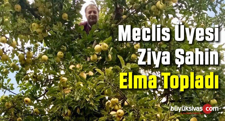 AK Parti Sivas il Genel Meclis Üyesi Ziya Şahin Elma Topladı!