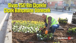 Sivas 250 Bin Çiçekle Çiçek Bahçesine Dönecek