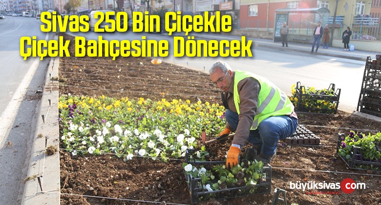 Sivas 250 Bin Çiçekle Çiçek Bahçesine Dönecek