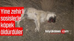 Başkentte İki Köpek Zehirli Sosislerle Öldürüldü