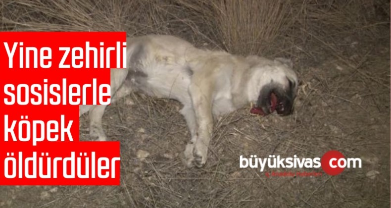 Başkentte İki Köpek Zehirli Sosislerle Öldürüldü