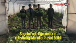 Suşehri’nde Öğrencilerin Yetiştirdiği Marullar Hasat Edildi