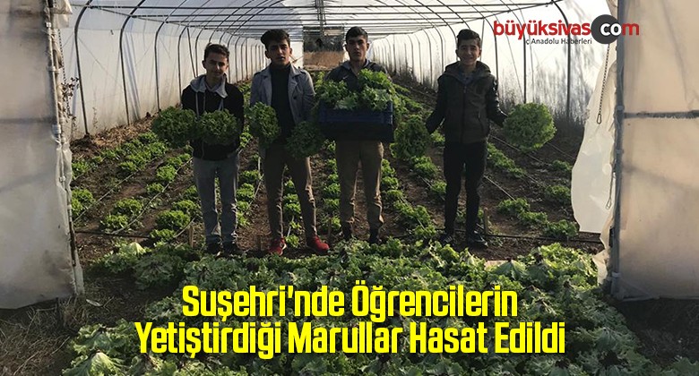 Suşehri’nde Öğrencilerin Yetiştirdiği Marullar Hasat Edildi