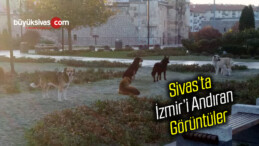 Sivas’ta izmir’i Andıran Görüntüler! Hayvanlarla iç içe Yaşayabiliriz