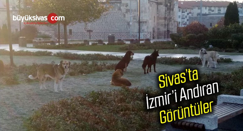 Sivas’ta izmir’i Andıran Görüntüler! Hayvanlarla iç içe Yaşayabiliriz