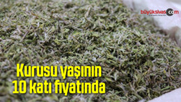 Kurusu yaşının 10 katı fiyatında