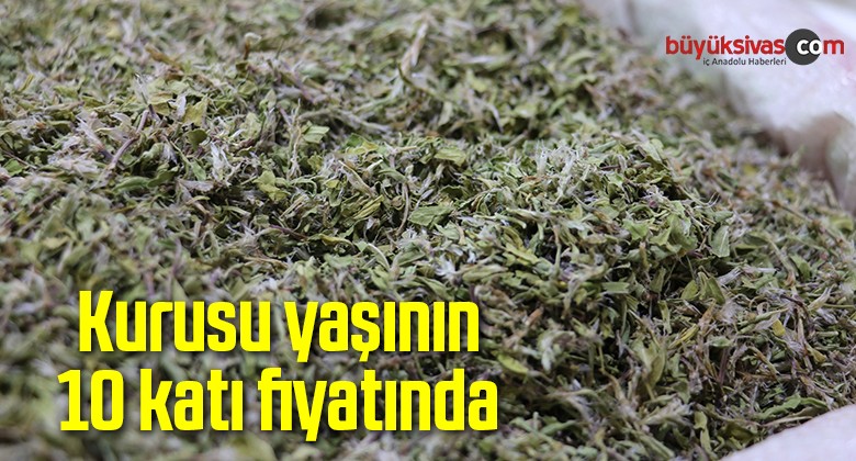 Kurusu yaşının 10 katı fiyatında