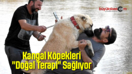 Kangal Köpekleri “Doğal Terapi” Sağlıyor