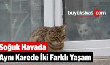 Soğuk Havada Aynı Karede İki Farklı Yaşam