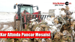 Sivas’ta Kar Altında Pancar Mesaisi Devam Ediyor 