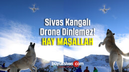 Sivas Kangalı Tehlikeyi Sezerse Drone Dinlemez! Hay Maşallah