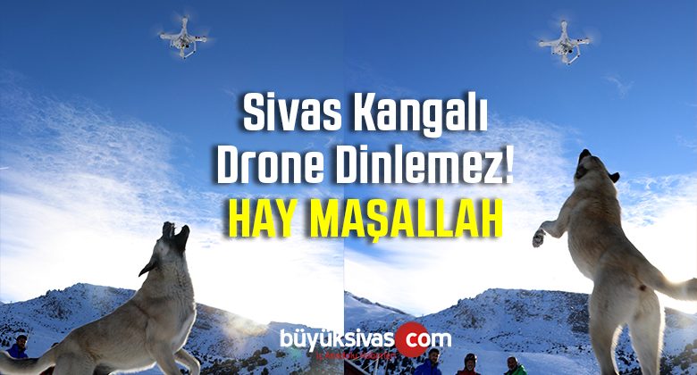 Sivas Kangalı Tehlikeyi Sezerse Drone Dinlemez! Hay Maşallah